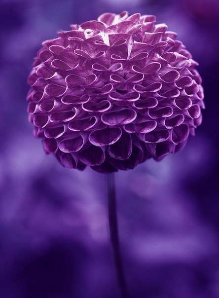 6JXgiVkTFxM (444x604, 24Kb)