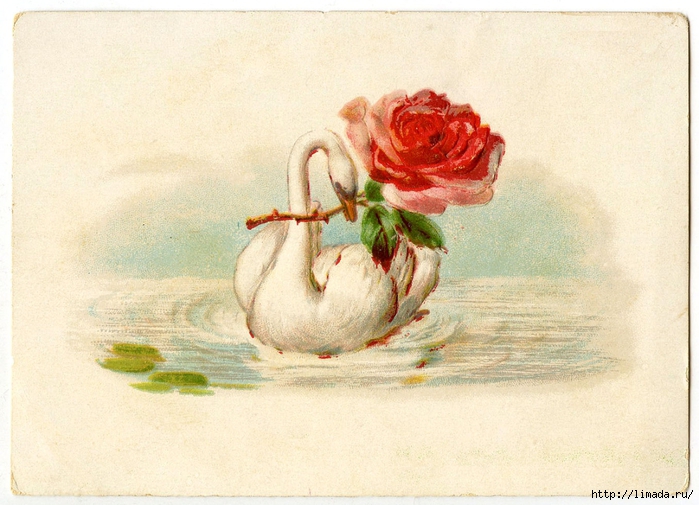 Vintage-Swan-Rose-GraphicsFairy (700x505, 280Kb)