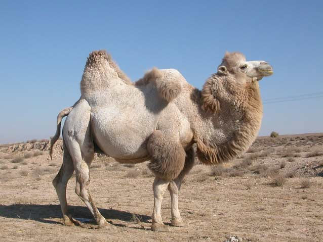 camel (638x479, 54Kb)