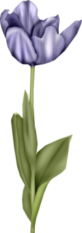 1368218098_tulip3 (120x340, 32Kb)