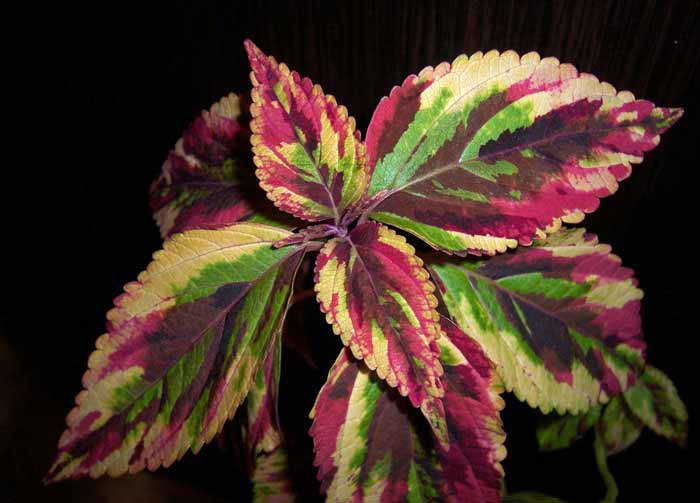 coleus3 (700x503, 39Kb)