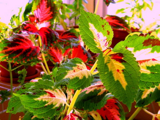 Coleus12 (520x391, 86Kb)