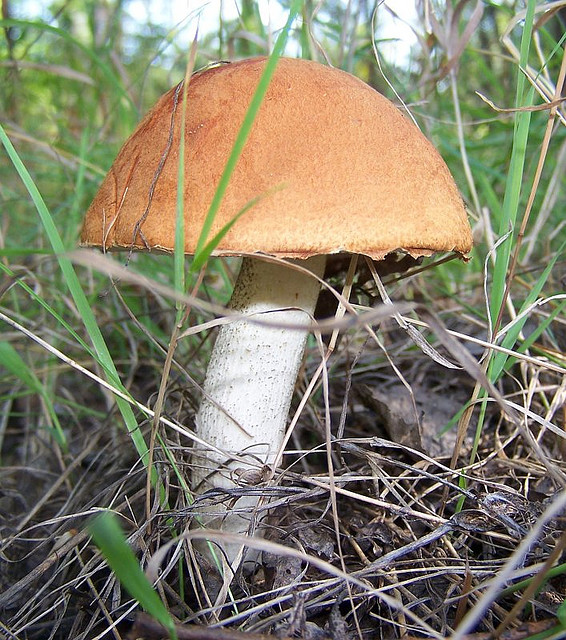 leccinum258477682 (566x640, 184Kb)