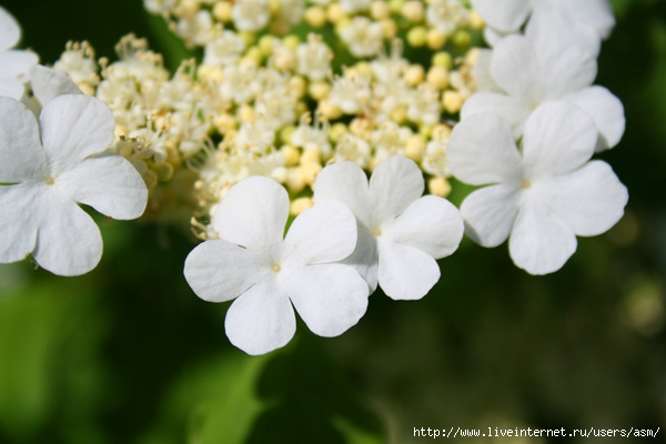 643384_IMG_3604_600 (600x400, 117Kb)