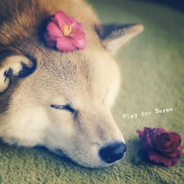 3623822_1 (600x600, 52Kb)