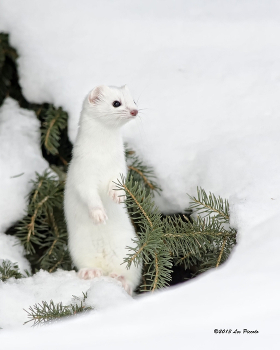 ermine_4_by_les_piccolo-d5udcfq (560x700, 157Kb)