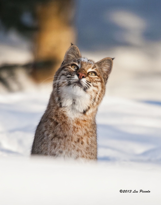 bobcat_5_by_les_piccolo-d5tuhqj (549x700, 191Kb)