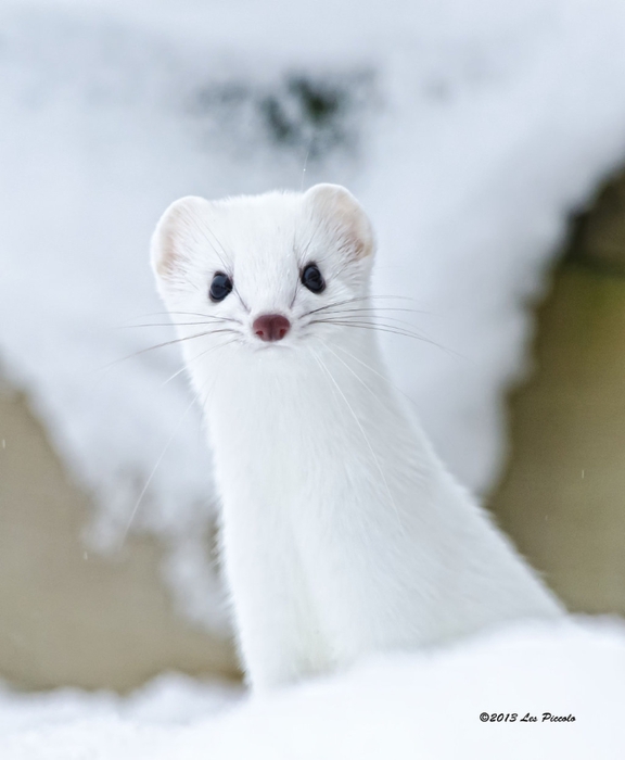 ermine_3_by_les_piccolo-d5t5ck3 (576x700, 140Kb)