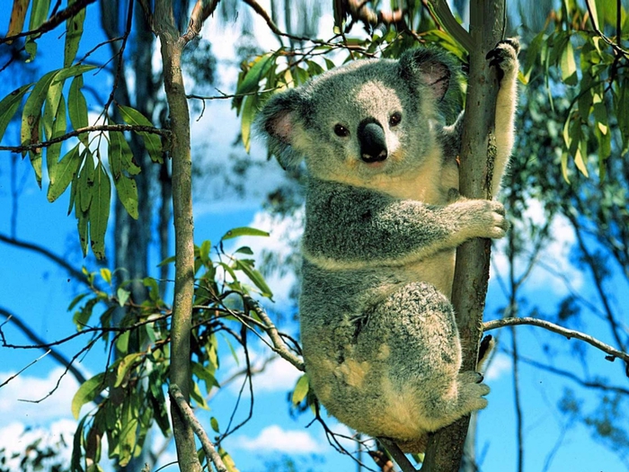 koala_na_evkalipte_1600x1200 (700x525, 351Kb)