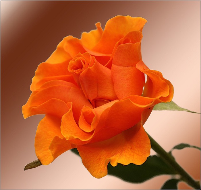 0_3be0c_e4e96348_XL (700x663, 72Kb)