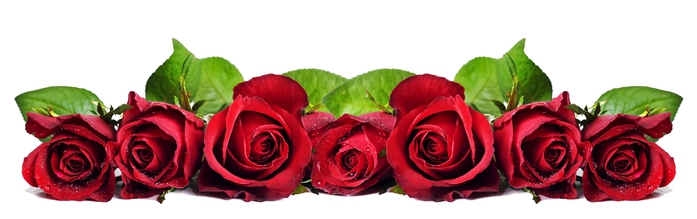 Beautiful Red Roses2 (700x219, 95Kb)