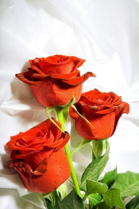 beautiful_red_roses_04 (466x700, 231Kb)