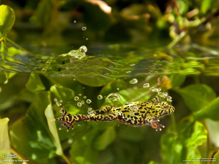 100886824_large_6 (700x525, 117Kb)