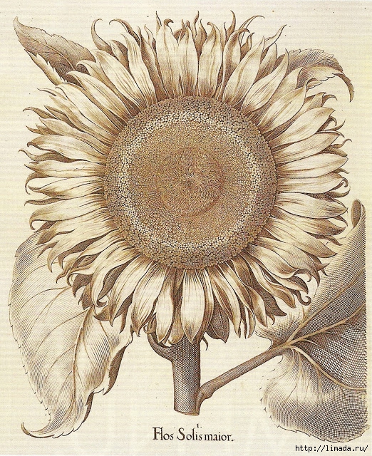 sunflowerbotanical (522x640, 430Kb)