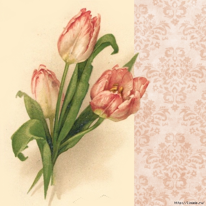 Pink tulips ~ 3x3 inch graphic ~ lilac-n-lavender (700x700, 290Kb)