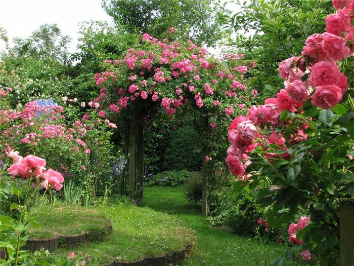 Розы в дизайне сада: подбор растений и сочетание с другими цветами