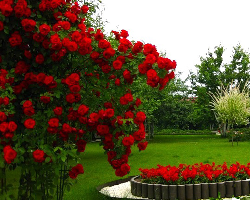 Как красиво посадить розы в маленьком саду. Идеи и практичные подсказки