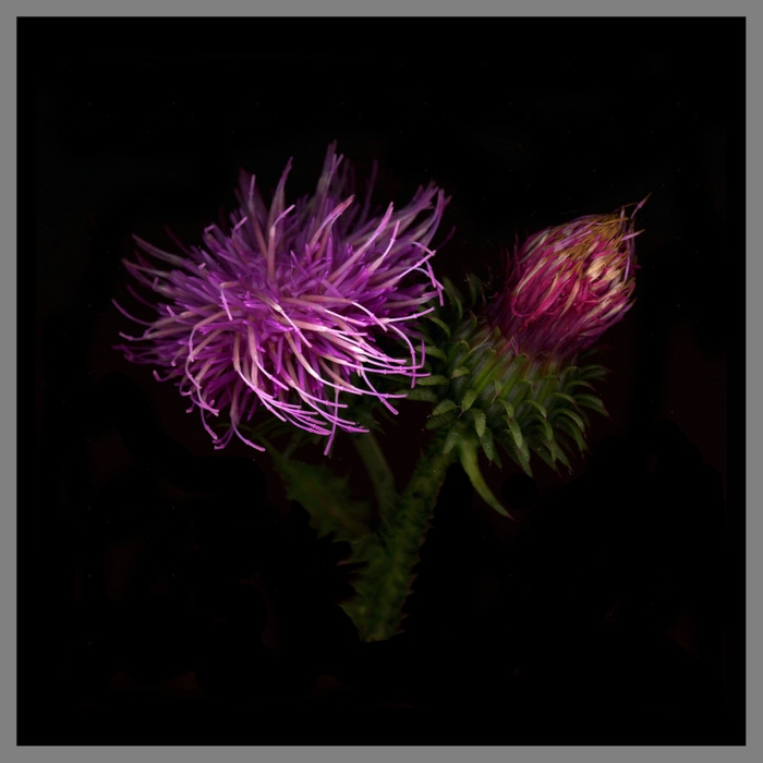 4826692_tYzc1MS00 (700x700, 144Kb)