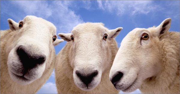 1369033584_sheepclose (600x313, 34Kb)