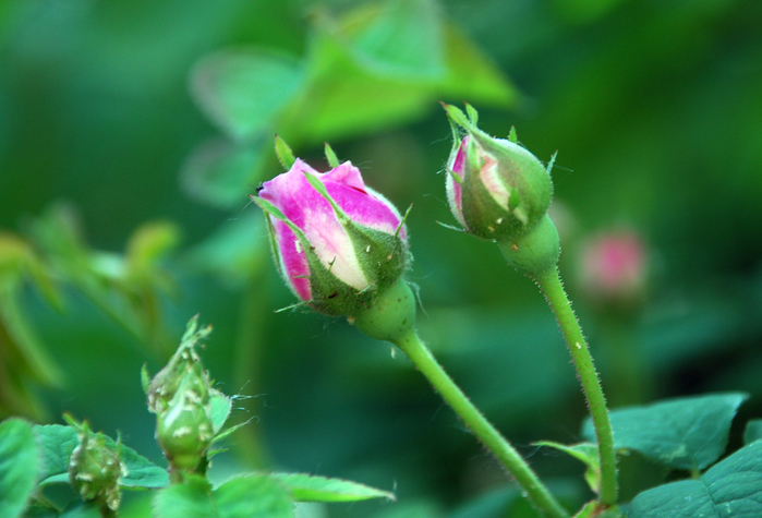 DSC_7761 (700x475, 280Kb)