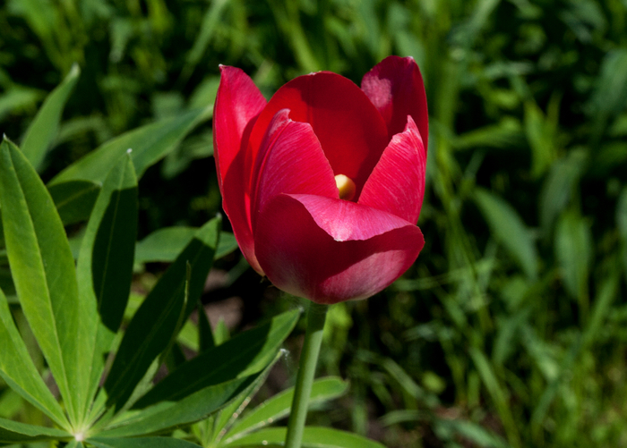 Тюльпан малиновая роза фото и описание