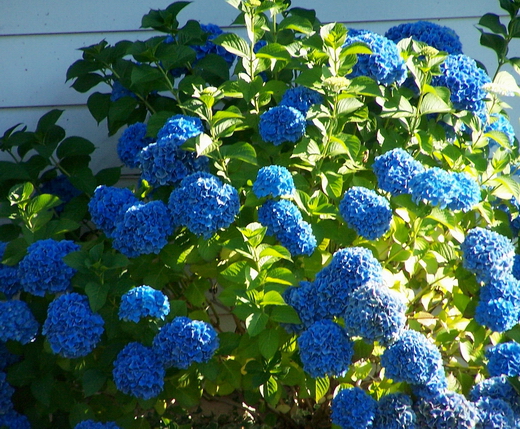 Hydrangea12 (520x429, 330Kb)