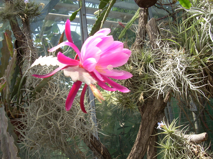 DSCN3548 (700x525, 291Kb)