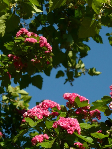 5276173_x_a3c23308 (453x604, 96Kb)