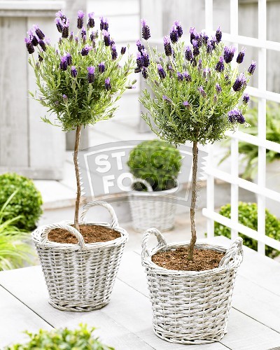 lavender-home-decorating-ideas2-6 (400x500, 81Kb)