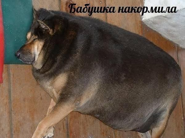 smeshnie_kartinki_1369105613210520131565 (600x450, 42Kb)