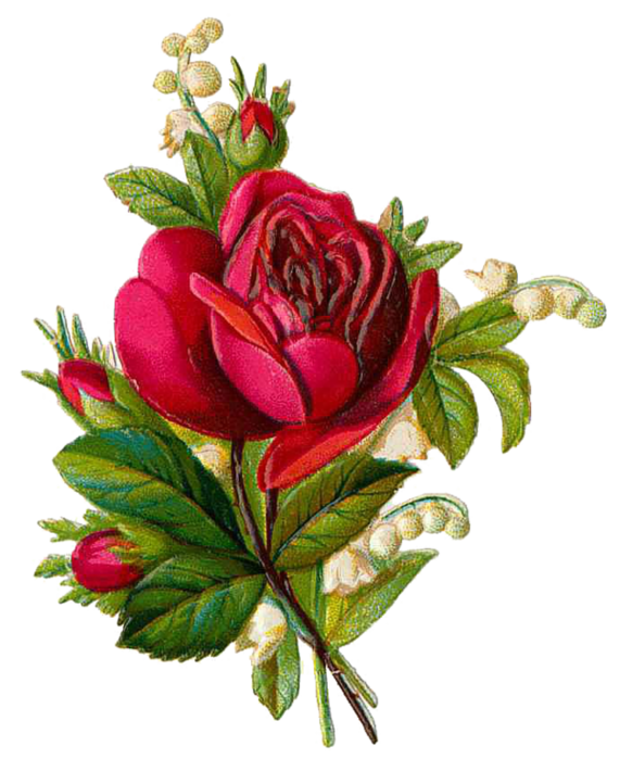 2681762_roses_1 (571x699, 1128Kb)