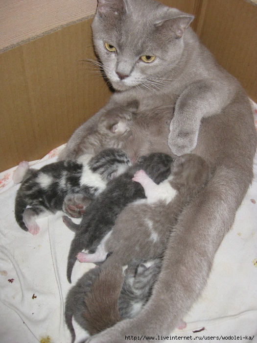 IMG_4603 (525x700, 307Kb)