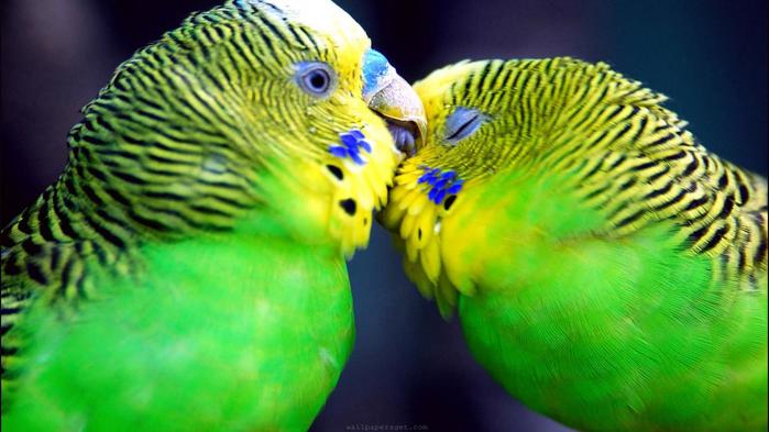 animal-parrots-february-768x1366 (700x393, 44Kb)
