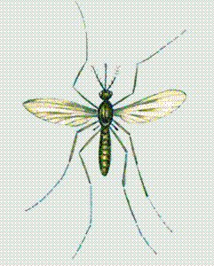 krovososushhie-komaryi (241x300, 29Kb)