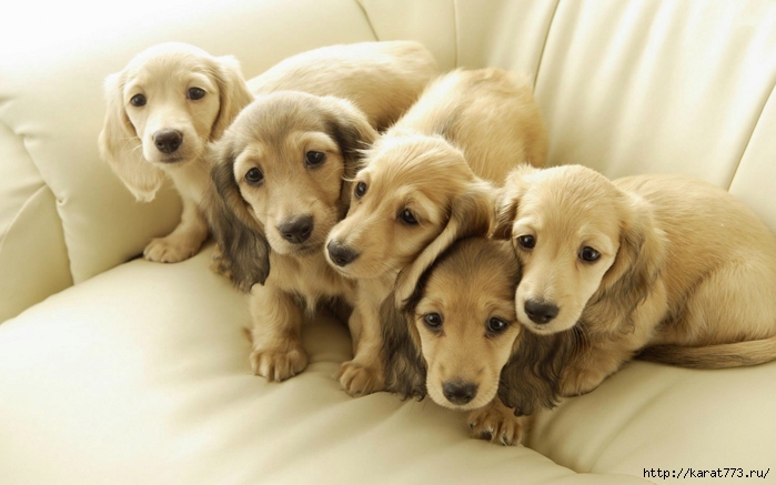 Animals_Dogs_White_puppies_on_a_sofa_036628_ (700x437, 193Kb)