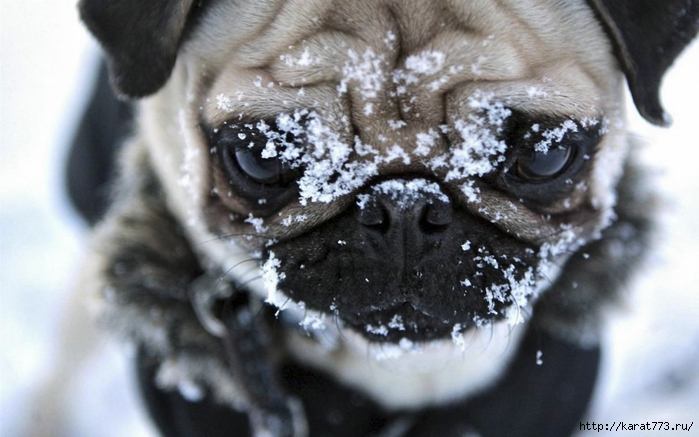 Animals_Dogs_Attractive_face_of_a_pug_027491_ (700x437, 202Kb)