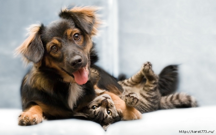 Animals_Dogs_Dog_and_kitten_036430_ (700x437, 158Kb)