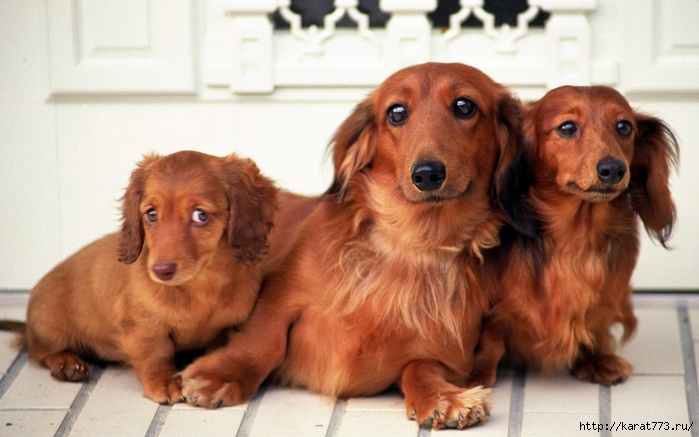Animals_Dogs_Family_of_dachshunds_025434_ (700x437, 232Kb)
