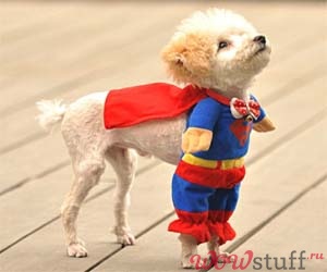 superman-dog-costume (300x250, 21Kb)