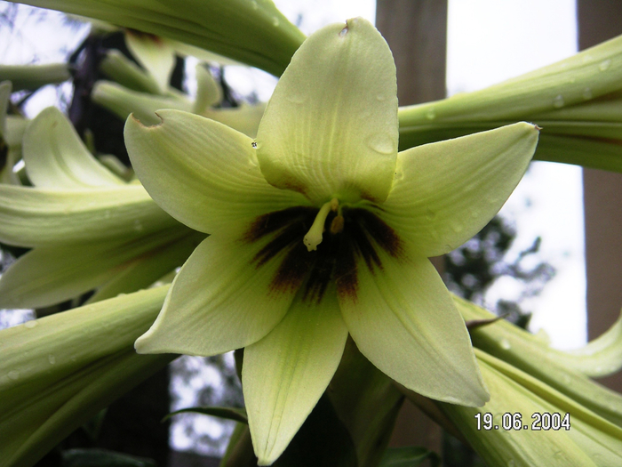 Cardiocrynum-giganteum-0895 (700x525, 385Kb)