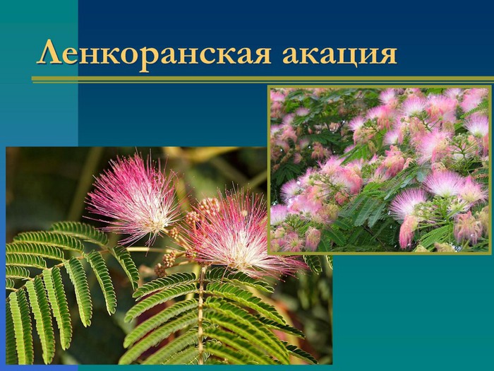 Крымские растения фото с названиями и описанием