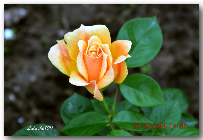 3587765_DSC_03071 (700x484, 199Kb)
