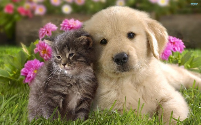 kitten-labrador-puppy-and-animal-856351 (700x437, 95Kb)