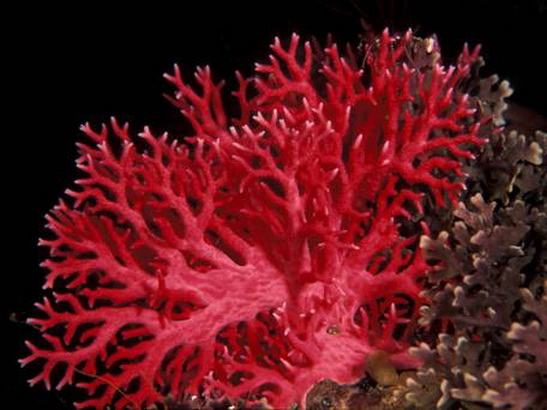 История, описание, свойства и фотографии кораллов