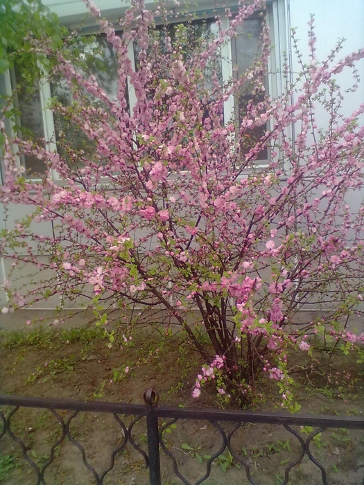 21052013160 (525x700, 358Kb)