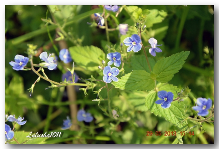 3587765_DSC_03551 (700x476, 225Kb)