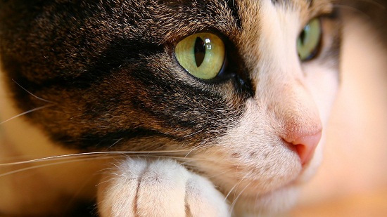 3869930_original_1_ (550x309, 69Kb)