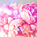 large (23) (120x120, 28Kb)