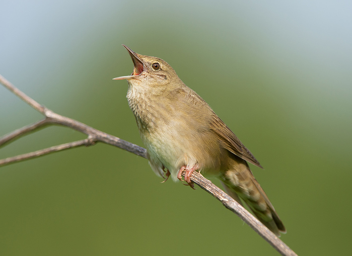 Певчие птицы саратовской области фото