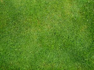 844630_swiss_grass (300x225, 26Kb)